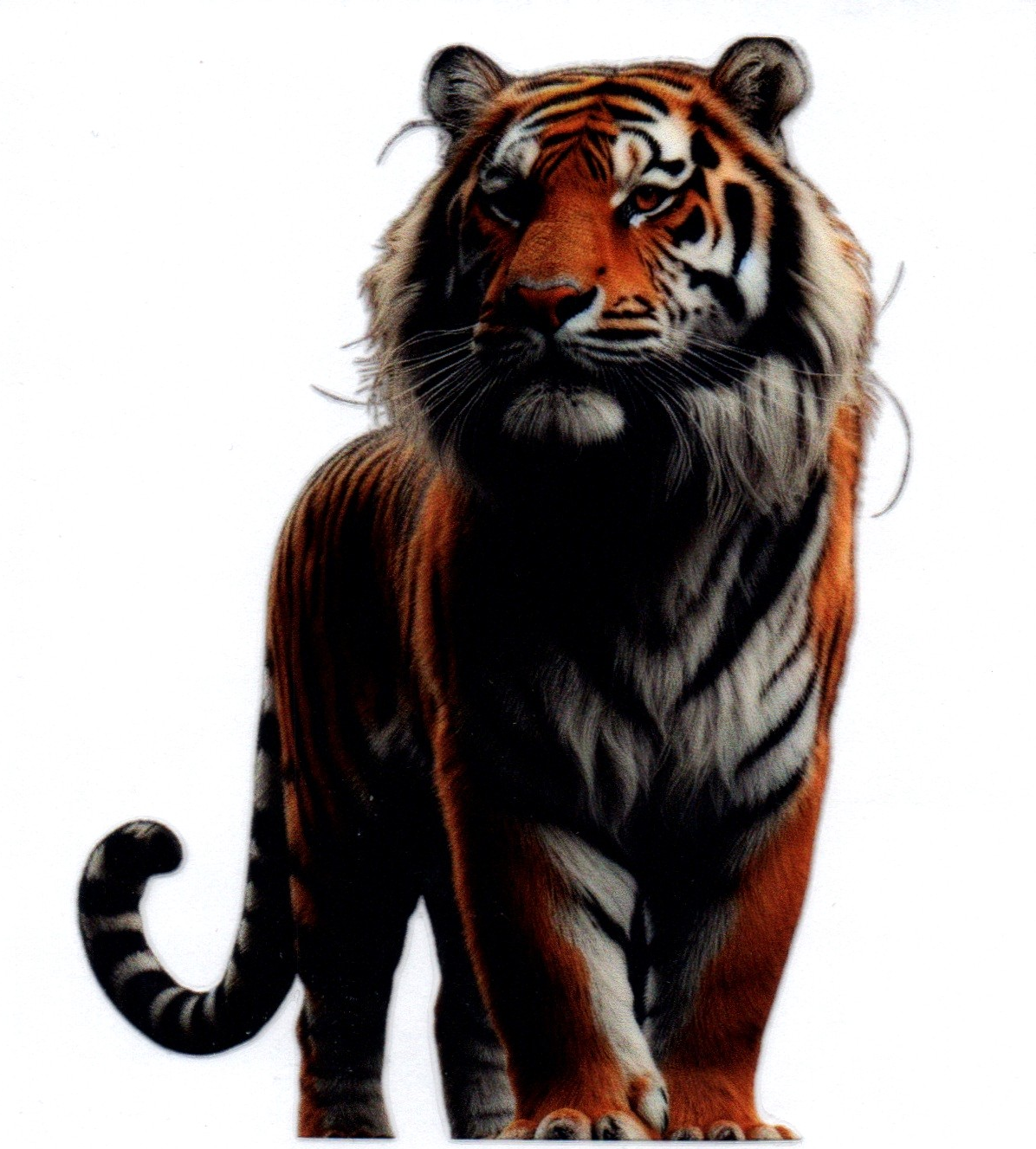 Tiger Single Decal 22