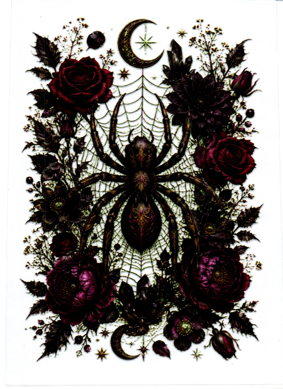 Spider on top of web A5