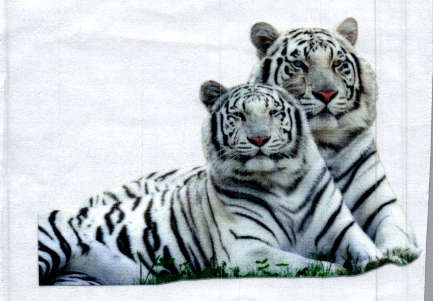 White Tigers Animal Decal