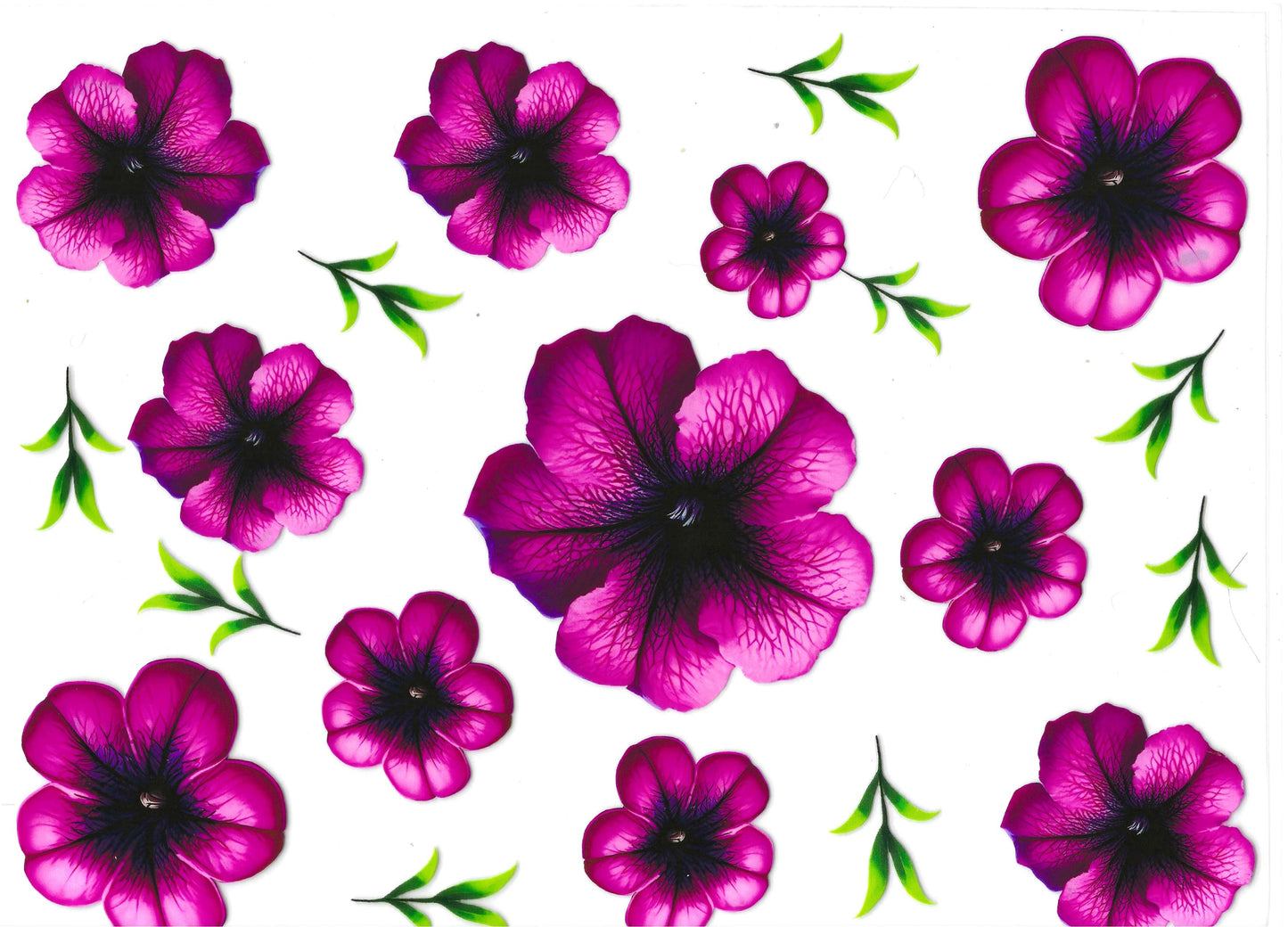 Magenta Flowers Element 11 x 9