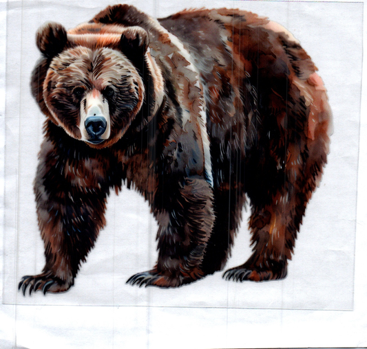 Bear Decal