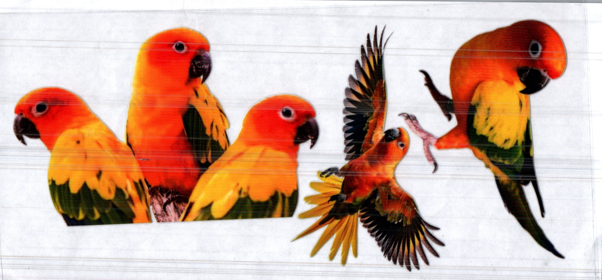 16 oz sun parakeets assorted 234