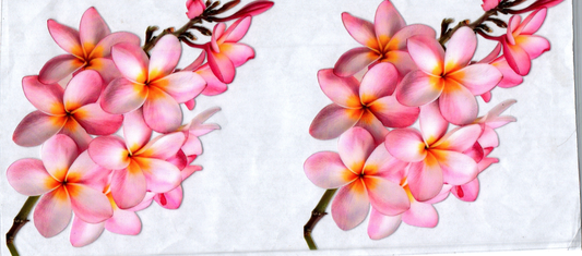 16oz 5 Petal Pinkish Flowers 36
