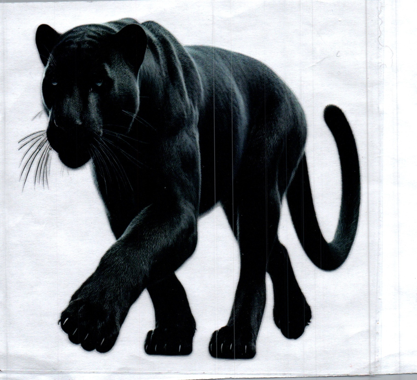 Black Panther 1 Animal Decal