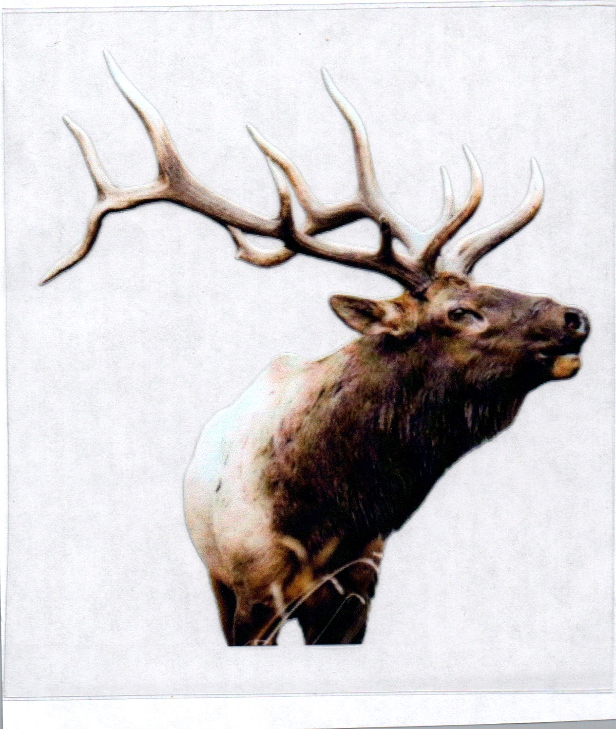 Rocky Mountain Elk 6 Single Decal