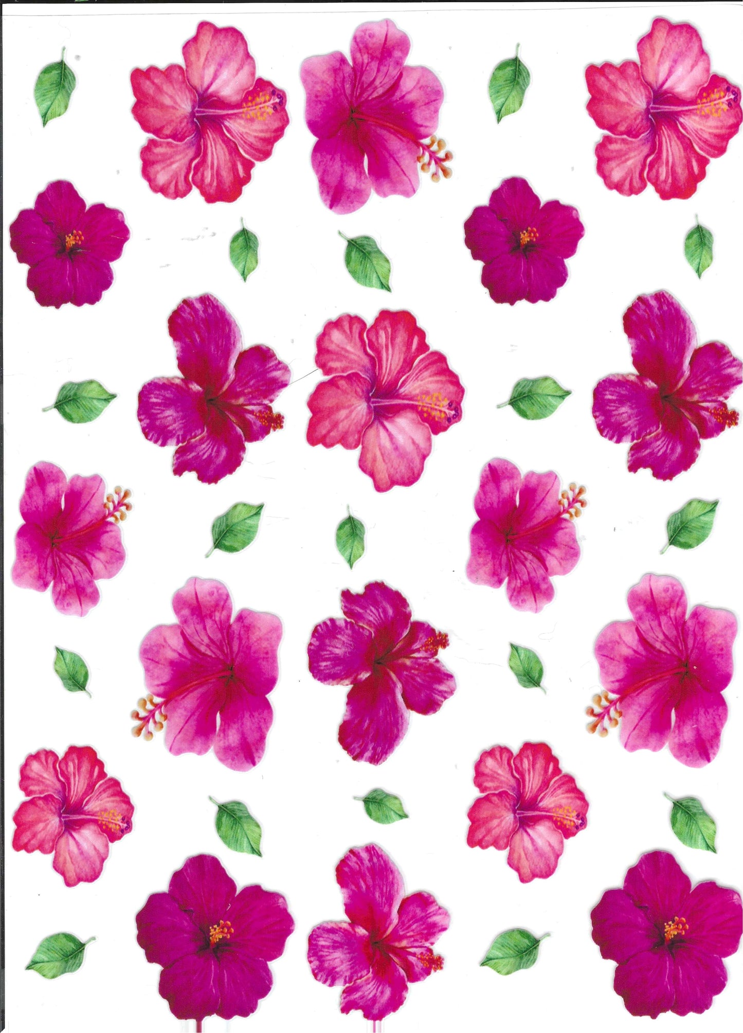 Pink Hibiscus Element